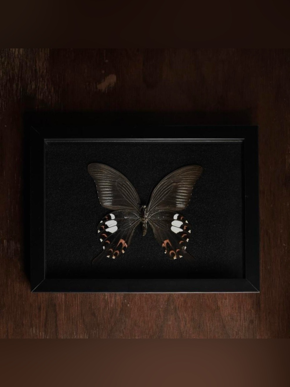Framed Red Helen Swallowtail Butterfly Specimen